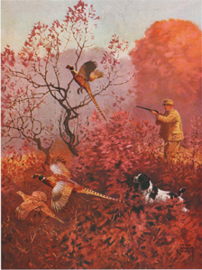 [pheasant hunting]